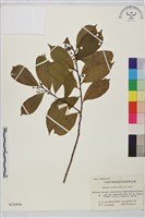 藏品(鈍齒鼠李)的圖片