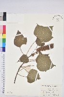 藏品(野桐)的圖片