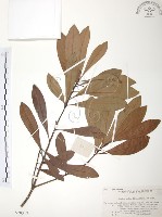 藏品(楊梅)的圖片