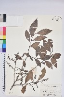 藏品(米飯花)的圖片