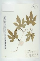 藏品(燈籠花)的圖片