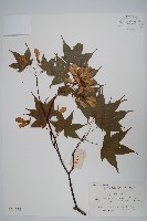 藏品(毛脈槭)的圖片