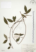 藏品(毛玉葉金花)的圖片