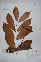 藏品(紫花絡石)的圖片