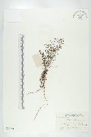 藏品(茅膏菜)的圖片