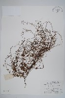 藏品(附地菜)的圖片