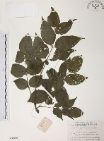 藏品(灰色木藍)的圖片