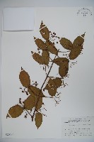 藏品(宜昌莢迷)的圖片