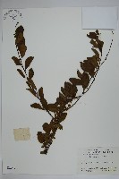 藏品(鼠李冬青、滿樹星)的圖片