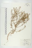 藏品(獨行菜)的圖片