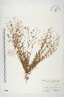 藏品(土丁桂)的圖片