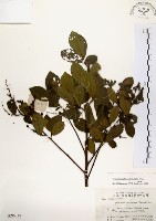 藏品(灰木)的圖片