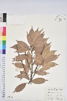 藏品(子彈石櫟)的圖片
