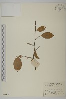 藏品(過山楓)的圖片