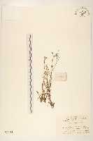 藏品(細葉苦實)的圖片