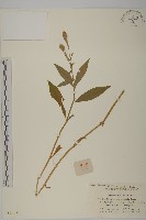 藏品(剪秋羅、剪秋紗、漢宮秋)的圖片