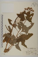 藏品(矢鏃葉蟹甲草)的圖片