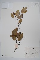 藏品(紅果羅浮槭)的圖片