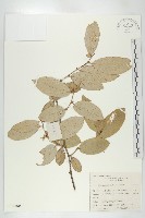 藏品(藤胡頹子)的圖片