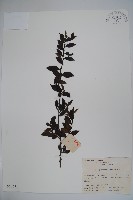 藏品(密毛假黃楊)的圖片