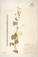 藏品(蒲兒根)的圖片