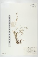 藏品(碎米薺)的圖片