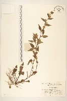 藏品(一枝黃花)的圖片