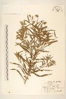 藏品(美洲一枝黃花)的圖片