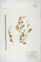 藏品(大葉火焰草)的圖片