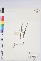 藏品()的圖片