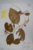 藏品(蔓剪草)的圖片