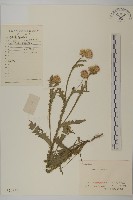 藏品(紅淡比)的圖片