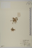 藏品(瓜槌草、漆姑草)的圖片