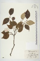 藏品(四照花)的圖片