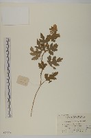 藏品(油菊、野菊)的圖片