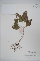 藏品(九頭獅子草)的圖片