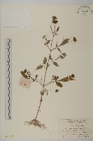 藏品(大狼把草)的圖片