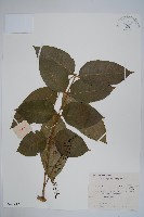 藏品(木蜡樹、野漆樹)的圖片