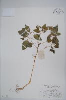 藏品(牯嶺鳳仙花)的圖片