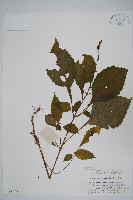 藏品(擬馬偕花、白接骨)的圖片