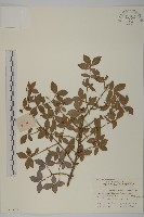 藏品(衛矛)的圖片