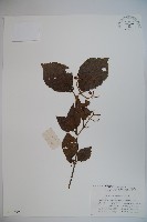 藏品(莢迷)的圖片