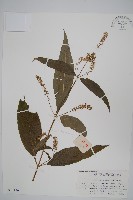 藏品(柳葉牛膝)的圖片