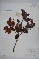 藏品(刻脈冬青)的圖片