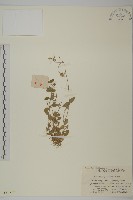 藏品(球序卷耳)的圖片