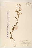 藏品(雞兒腸)的圖片