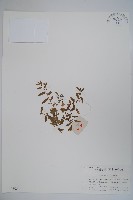 藏品(半邊蓮、鐮磨仔草)的圖片