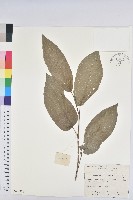 藏品(白木烏臼)的圖片