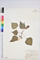 藏品(野桐)的圖片