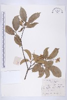 藏品(尖葉四照花)的圖片